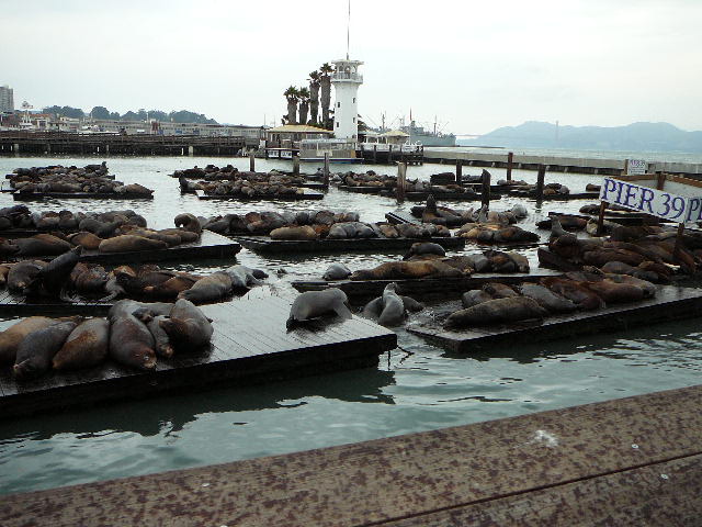 Carmel 10-30-08 007.jpg